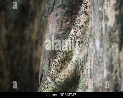 Ants/termites on tree bark Stock Photo