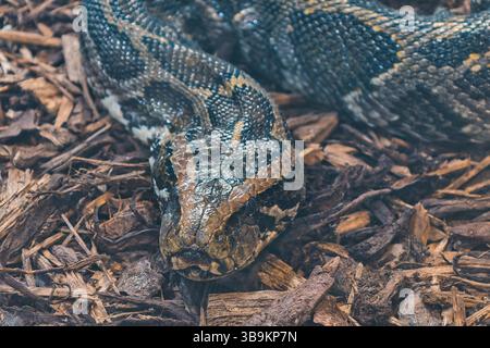 Snake on ground constrictor Stock Photo