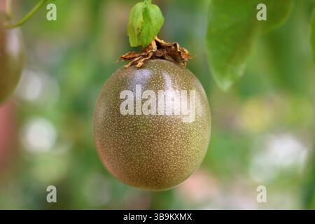 Closeup fresh passion fruit / Passionfruit (Passiflora edulis) on the vine. Stock Photo
