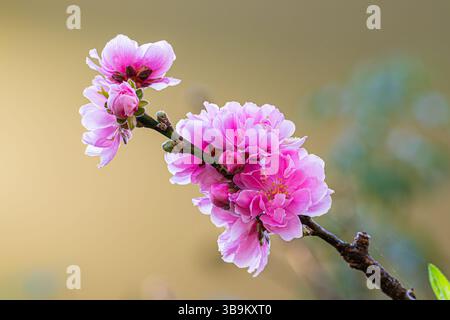 Closeup pink plum tree flower (Prunus mume) plum blossom Stock Photo