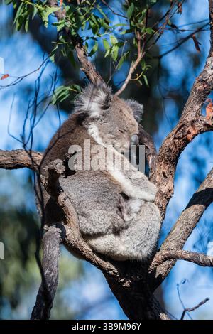 koala, koala bear, on a tree, with baby koala, Phascolarctos cinereus, Grey River Road, Australia Stock Photo