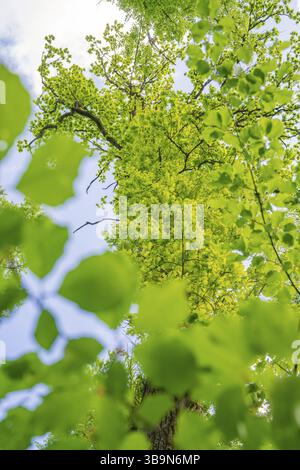 View upwards through green leaves to a blue sky, forest pasture project, compensatory measure for the Hermann Hesse railway, Gechingen, Calw district Stock Photo