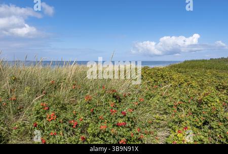 Dune vegetation, North Sea island of Foehr, North Frisia, Schleswig-Holstein, Germany, Europe Stock Photo