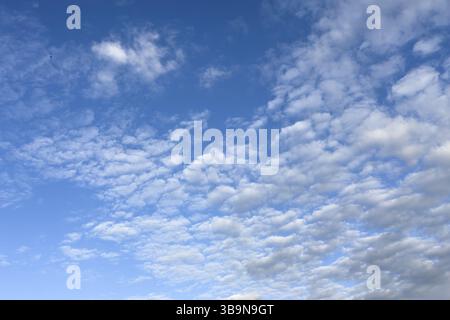 Cirrocumulus fleecy clouds Cloud field large group of small cumulus clouds under a blue sky, international Stock Photo