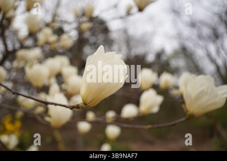 Close-up of blooming white magnolia flowers on tree branches Stock Photo