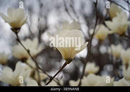 Close-up of blooming white magnolia flowers on tree branches Stock Photo