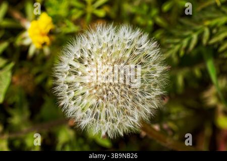 Close up of a Dandelion Head in seed. Stock Photo