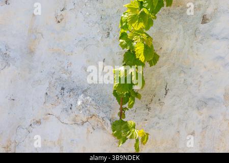 Grape vine climbing on a white stone wall Stock Photo
