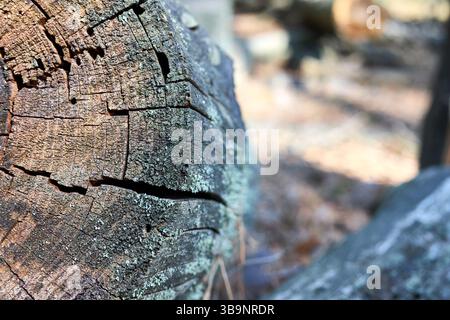 Tree rings old weathered wood texture with the cross section of cut log over out of focus sunny forest background Stock Photo