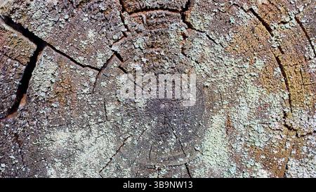 Stump covered with lichen. Closeup weathered rough old log covered with lichens rough texture countryside tree annual rings and cracks. Stock Photo