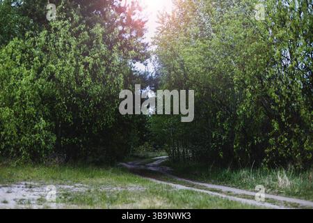 Path among green trees in spring Stock Photo