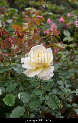 light yellow color rose in natural blurry garden background with water droplets, beautiful blooming blossom taken in soft focus with copy space Stock Photo