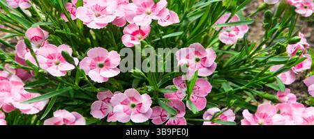 Carnations pink cloves flower bed in the garden Stock Photo