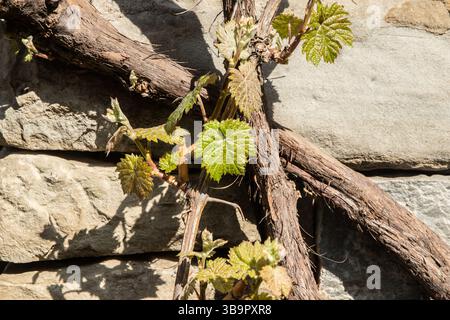 Old vine with new leaves growing on stone wall in country vineyard closeup on sunny day Stock Photo