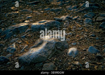 Shiny stones on the forest floor embedded in the ground covered with small pebbles, stones and twigs, offering creative look of forest walkway Stock Photo