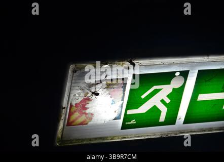 Spoiders on lightning sign Stock Photo