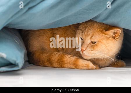 ginger cat lies on the bed under the blanket. the cat hid under the blanket. the cat is sleeping on the bed. Stock Photo