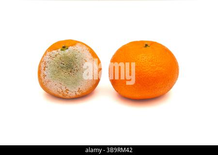 One moldy tangerine and one ripe tangerine on a white isolated background Stock Photo