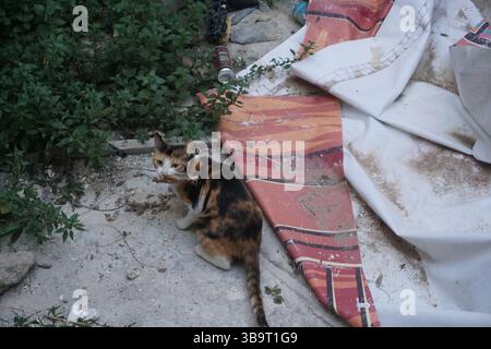A stray Calico cat has something it found in the trash in its mouth to eat and looks up at the camera ready to leave. Stock Photo