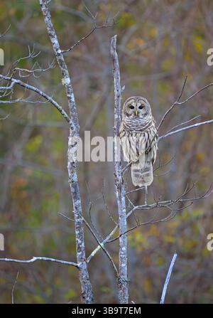 Barred Owl (Strix varia).  Acadia National Park, Maine, USA. Stock Photo