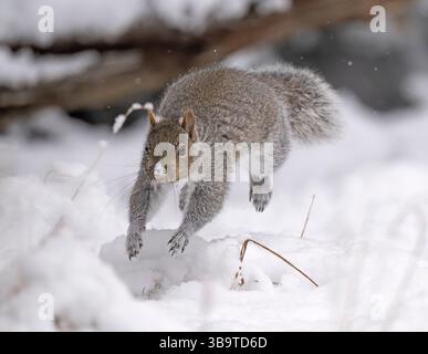 Eastern Gray Squirrel (Sciurus carolinensis).  December in Acadia National Park, Maine, USA. Stock Photo