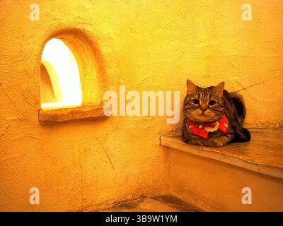 Tabby cat relaxing on a warm-toned step beside an arched niche window in a Tokyo cat cafe Stock Photo