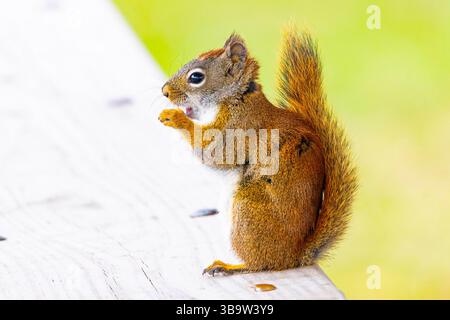 Photo of a cute young American red squirrel eating with an isolated soft green background showing wildlife behavior and charm. Stock Photo