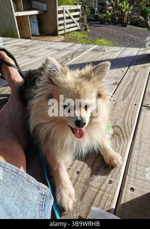 Man sitting with happy fluffy pet dog Stock Photo