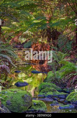 Green yellow reflected light in creek running through deeply vegetated fern gully in rainforest on Phantom Falls trail, Lorne, Victoria Stock Photo