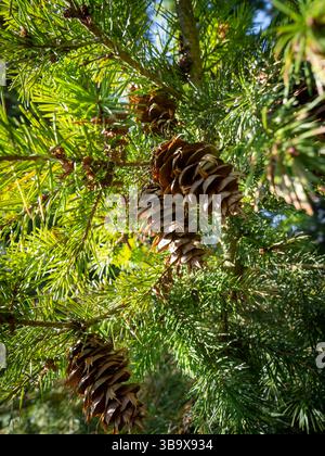 Pine cone, macro shot, close up Stock Photo