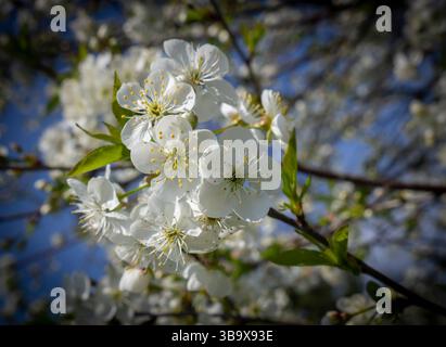Flowering apple tree in spring time garden Stock Photo