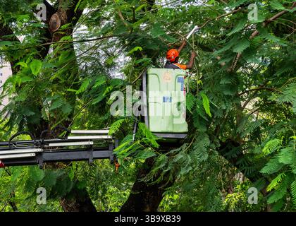 Bangkok, Thailand. 10th May, 2025. A man standing in a bucket truck, cutting a branch with a hand saw, among tall trees at Chatuchak Park. Chatuchak Park is a prominent public park located in the Chatuchak District of Bangkok. It is one of the city's oldest parks and offers a tranquil retreat amid the bustling urban environment. Credit: SOPA Images Limited/Ģ����ý Live News Stock Photo