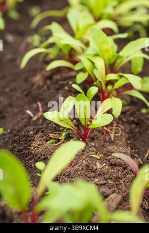 Beet seedlings with garden. Beet plants in rows in raised bed. Stock Photo