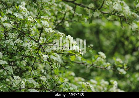 Common hawthorn plant (Crataegus monogyna) Stock Photo