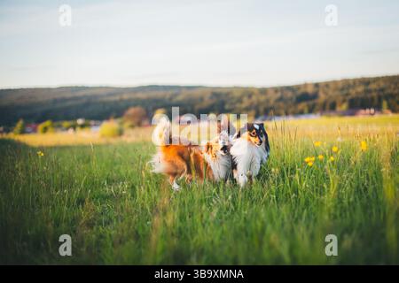 2 Shetland Sheepdogs playing Stock Photo