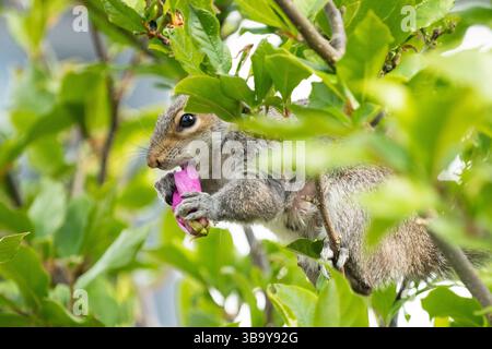 Grey squirrel eating magnolia flower buds in UK garden Stock Photo
