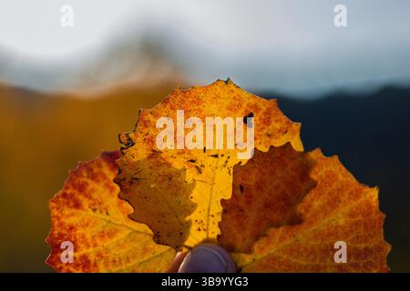 Fingers holding three colorful orange autumn leaves with a blurred background Stock Photo
