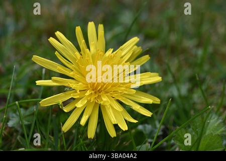 A macro photo of a yellow Dandelion flower growing in the lawn of an English garden Stock Photo