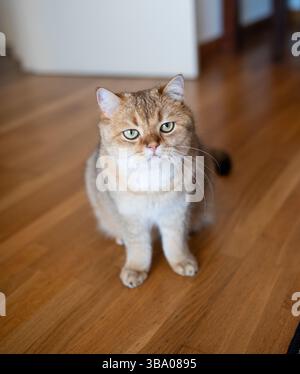 Funny cute red striped Scottish fold cat sits on the couch. Stock Photo