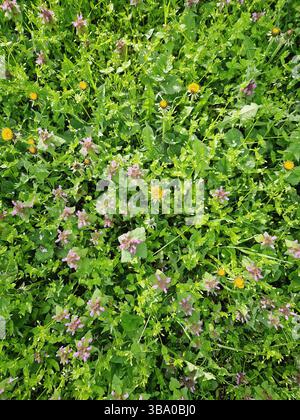 Vibrant meadow background top view with green grass and different wildflowers as bloomed yellow dandelions and purple dead nettle flowers. Natural cha Stock Photo