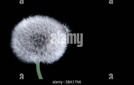 Close-up of a dandelion against a dark  background. Panoramic photo, a flower on the right side of the picture and a couple of parachutes fly out - se Stock Photo