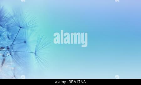 Dandelion seed. Abstract gradient colored macro photo of dandelion plant seeds. Macro flowers. Wide angle photo of dandelion seeds Stock Photo