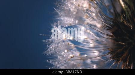 Macro photo of a fluffy dandelion flower, seed legs with hooks on a dark blue background. Stock Photo