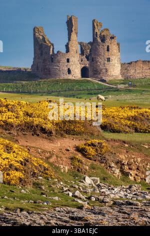 A view on a sunny morning in Spring looking towards Dunstanburgh Castle on the Northumberland Coast from Craster with flowering gorse and sheep Stock Photo
