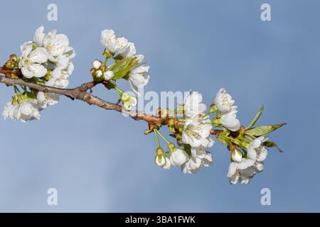 Cherry branch with flowers against a background of blue sky close-up Stock Photo