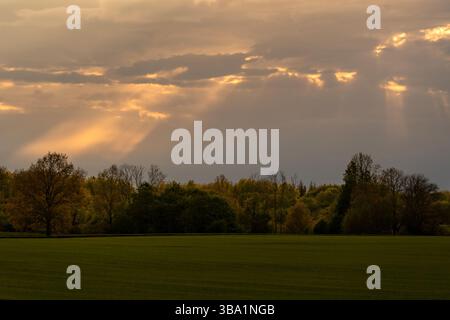 Beautiful landscape featuring green field and colorful forest under dramatic sky with sun rays braking through the clouds. Golden hour light enhabces Stock Photo