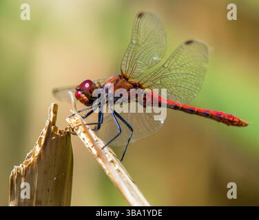 Ruddy darter red dragonfly in latin Sympetrum sanguineum Stock Photo