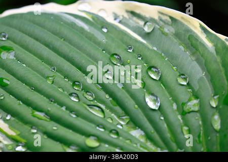 A fresh leaf of a hosta with raindrops on it Stock Photo