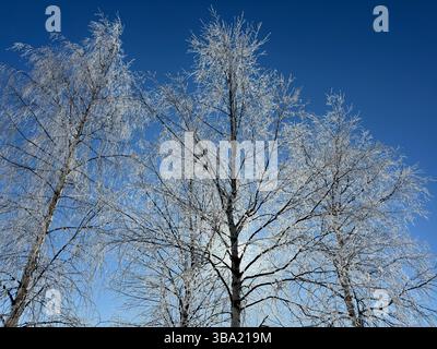 Trees with icy branches stand out against a vibrant, clear, and bright blue sky in winter. Stock Photo