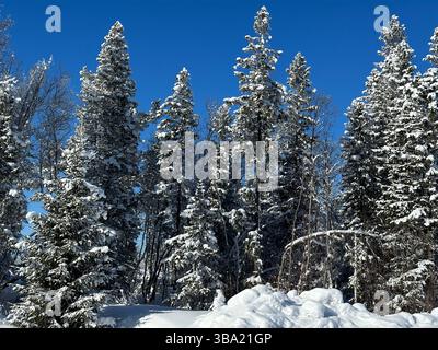 Picturesque winter scene featuring snow-laden evergreen trees under a bright blue sky. Stock Photo